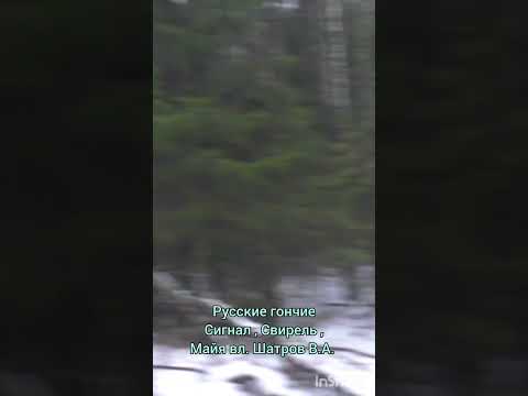 Русские гончие Сигнал,