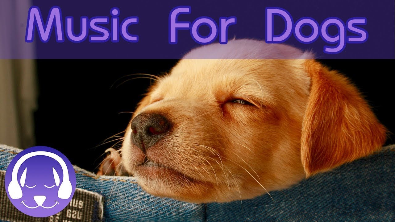 sound dog music