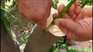 Injerto de corona en cítricos al detalle. A final de mayo