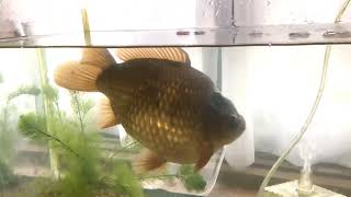 和金④