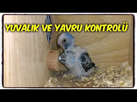 YUVALIK Ve YAVRU KONTROLÜ NASIL YAPILMALIDIR?
