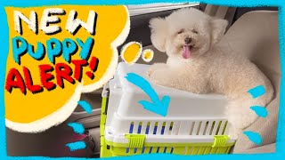 Meet our new Toy Poodle Puppy Winter| The Poodle Mom by The Poodle Mom 1,846 views 1 year ago 2 minutes, 11 seconds
