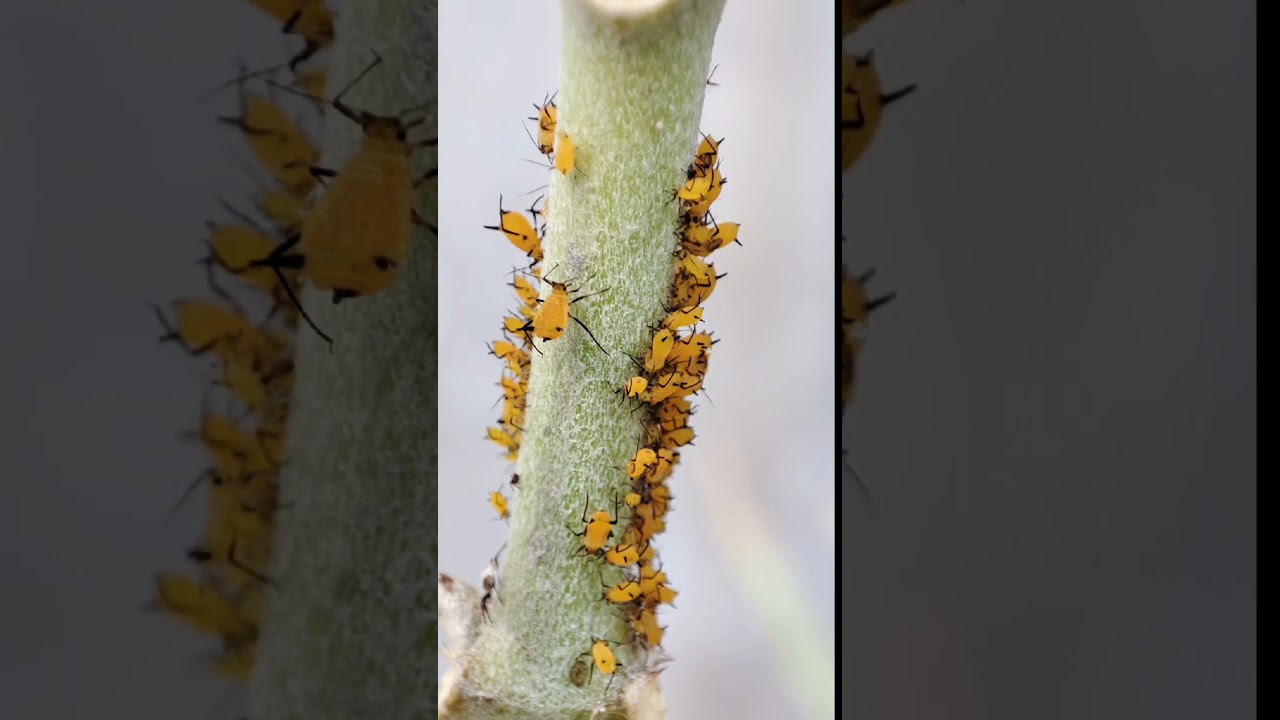 Macro Photography of Aphis nerii, an insect the size of a human nail.