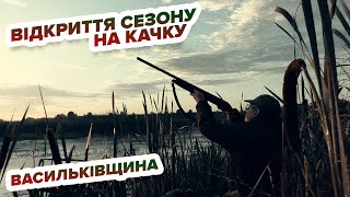 Полювання на качку - відкриття на Васильківщині/ Охота на утку