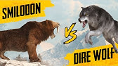 Unlocking The Secrets Of The Dire Wolf Youtube