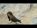 Kea bird steals food at Ben Lomond Summit