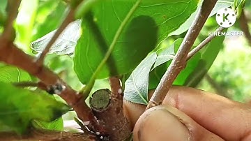 @ cách nhận biết và phòng Trị rệp sáp trên cây mai vàng.