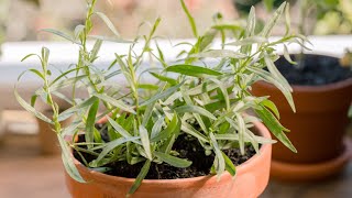 How To Grow Terragon Herb From Seeds. Terragon Oil || French Terragon