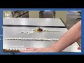 Understanding Potential and Kinetic Energy with Dominoes