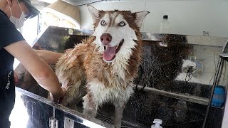 목욕 진짜 싫어하는 강아지 '목욕의 신' 만났다
