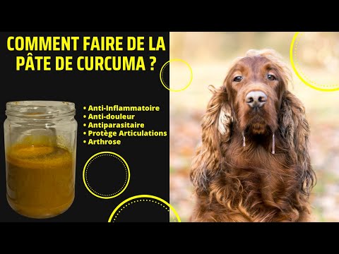 Vidéo: Bienfaits du curcuma pour la santé des chiens