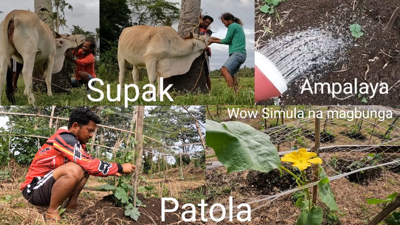 Nagkasakit Ang inahin baka buntis p Naman, update sa ating Patola ...