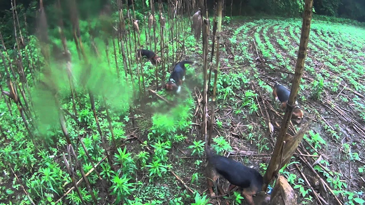 Baby Bunny in the Rain YouTube