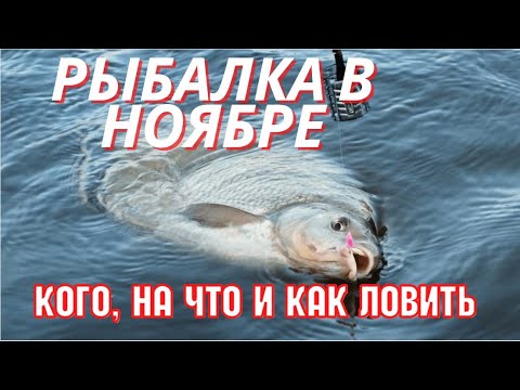 Рыбалка в ноябре. кого, на что и как ловить