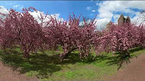360° Central Park Cherry Blossom Walk in New York City