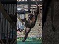 チンパンジー４９歳♀サクラ