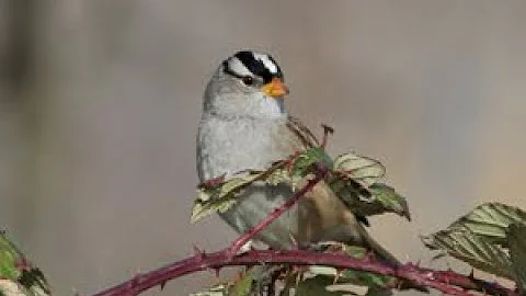 Wildscaping for Native Songbirds Webinar with Vero...