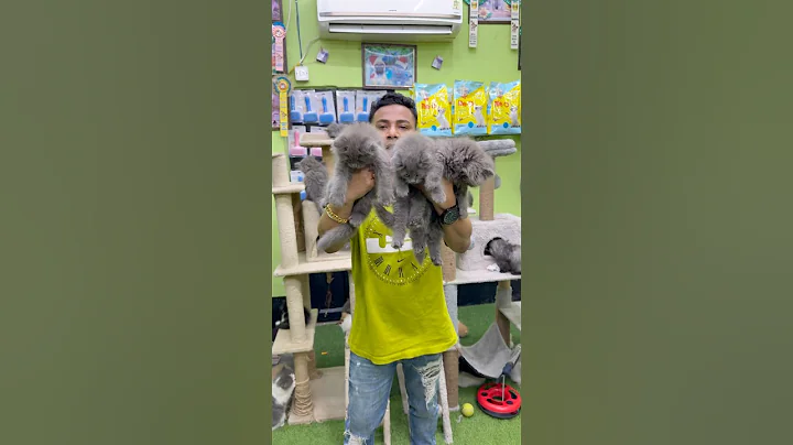 Video 11636201: russian blue kitten, cat pets, kittens low