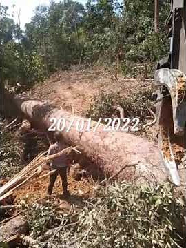 Ex 200.. tarik kayu balau besar