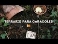 Como hacer terrario para caracoles 🐌