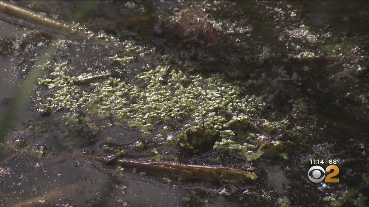 ali bauman husband Toxic Algae Blooms Found In NYC Parks