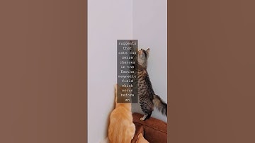 The Mysterious Connection How Cats Predict EarthquakesAs we continue to unravel the...