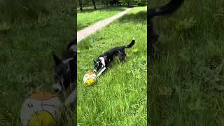 Barney the Tv border collie walking in Rivington today