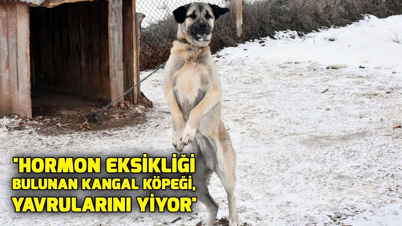 Hormon Eksikligi Bulunan Kangal Kopegi Yavrularini Yiyor Youtube