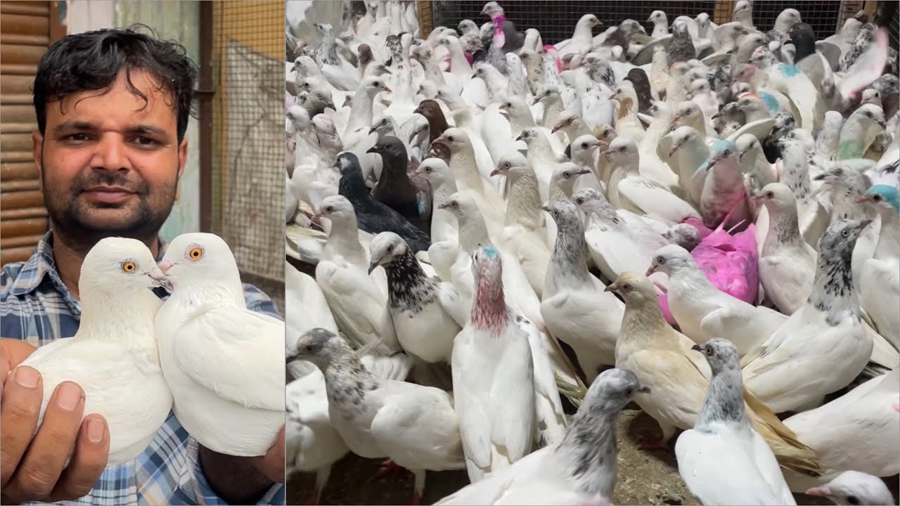 Shazad loni kabutar shop kabootar market loni sehzad pet shop Delhi white pigeons