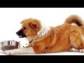 How To Stop A Dog From Guarding Food. Guide To Food Aggression And Resource Guarding.