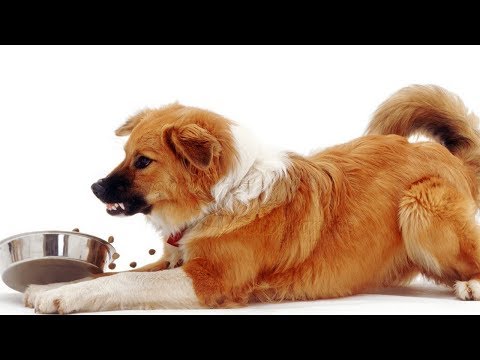 वीडियो: क्यों मेरा कुत्ता है उसके भोजन का कटोरा गार्ड?