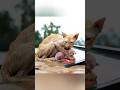 Mother Cat and Kitten Trapped in Rising Floodwaters Until a Man Rescues Them #MotherCat #animallove