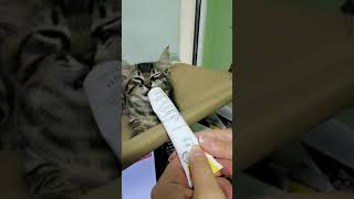 Паста для котят с формулой здорового роста Expert Line Kitten