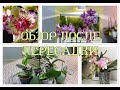 #обзор_орхидей#малыши#      Обзор пересаженных орхидей.орхидейки из теплички и малыши