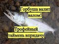 Горбуша валит валом! Трофейный таймень впридачу / A lot of Pink Salmon & Giant Taimen