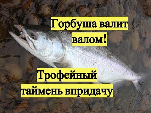 Горбуша валит валом! Трофейный таймень впридачу