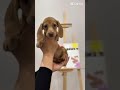 Meet These Adorable Puppies 🐶🏡 | Socialisation Program at Paws n Paintz