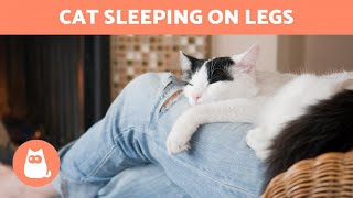 Why My CAT Sleeps Between My LEGS  (7 Reasons)