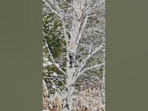 санитар леса...... - YouTube