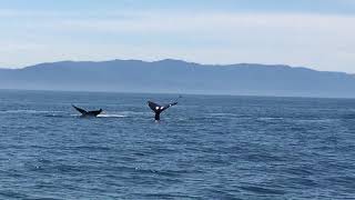 Whales!!!  Feb 13, 2018