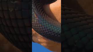 Celebrity Nothing more impressive than a Boelens Python  Look at that shine!! #boelenspython #python #livingar Wealth