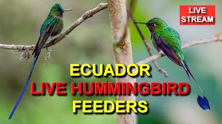 Live Hummingbird Feeders at Sachatamia Lodge in Ecuador