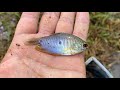 タイの湿地に潜む色とりどりの熱帯魚達を捕獲!