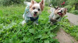 Biewer Terriers on a walk