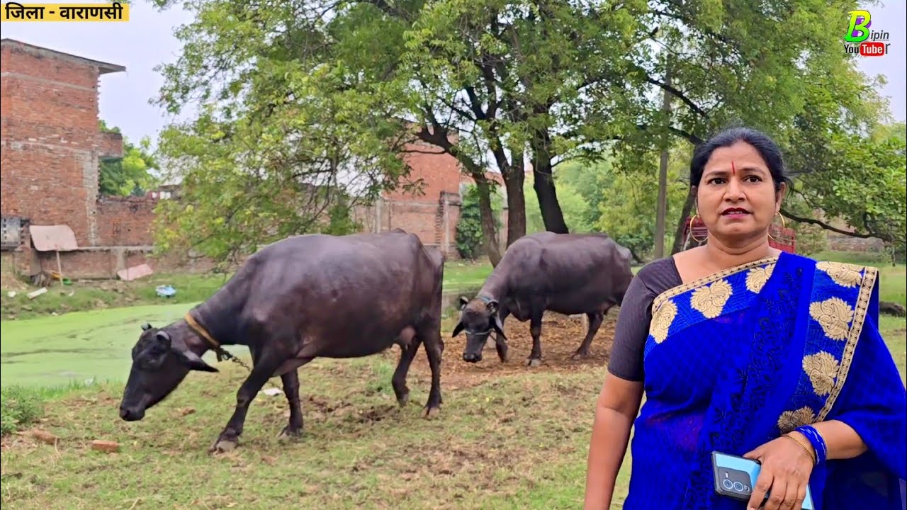 #वाराणसी जिला मे अर्चना जी के पास तीन भैंस बिकाऊ है | Buffalo for Sale in Uttar Pradesh | Bhainsfarm
