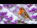 Relaxing Birdsong in the Forest | Peaceful Nature Sounds for Meditation, Sleep and Deep Calm