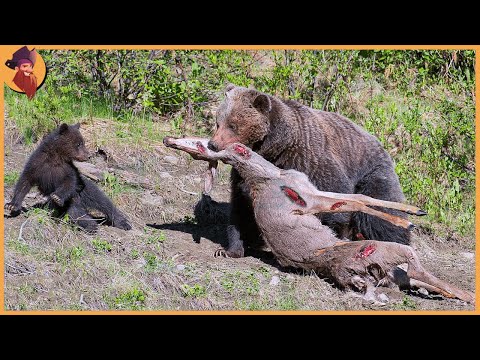 15 Brutal Moments When Bears Hunt Mercilessly