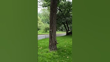 Squirrels Run Down Tree Then Up Tree In Central Park, New York City | Walking in Central Park