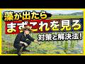 【田植え後】藻が大量発生!稲を枯らさないための対処法と除草剤の選び方