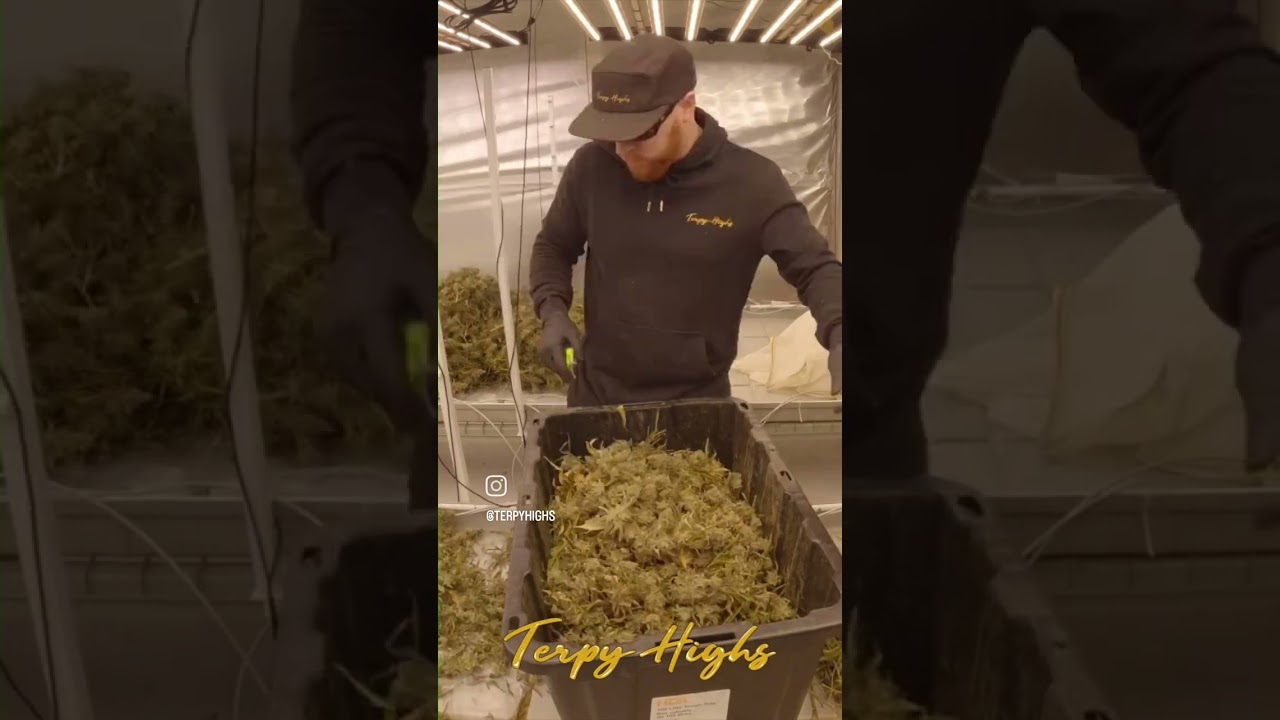 Bucking Flowers off stems! Terpy Highs